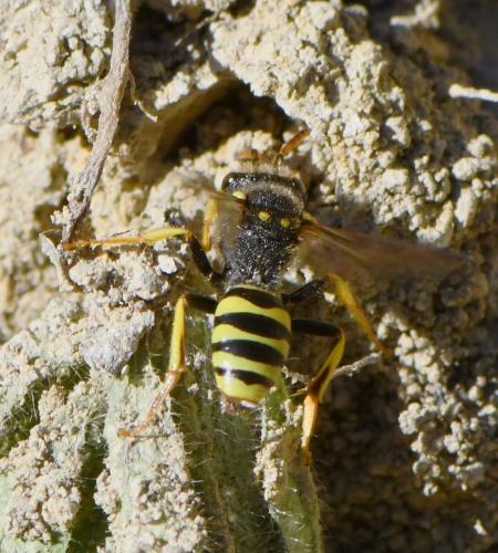 Réf. 248 269 : Nomada succincta